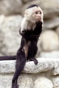 Binx the Monkey